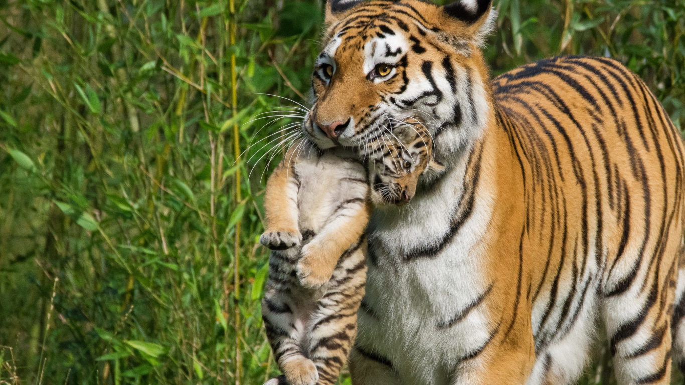Мама тигрица несет детеныша в зубах