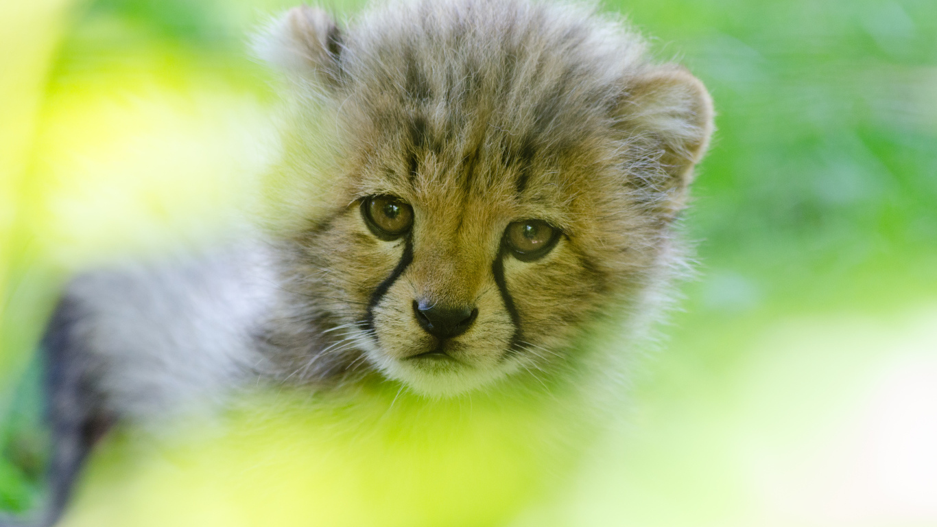 Грустная морда маленького леопарда