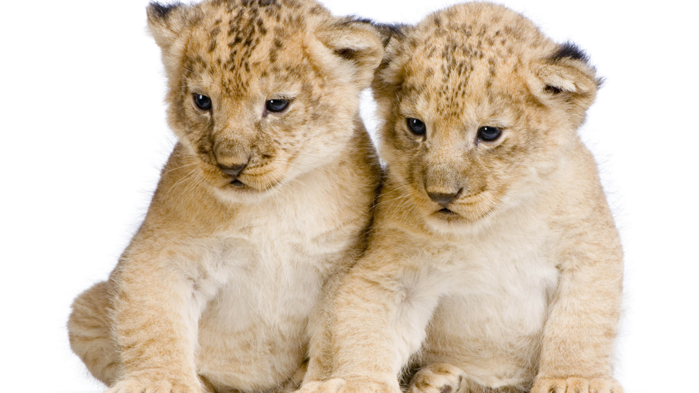Два милых маленьких львенка на белом фоне