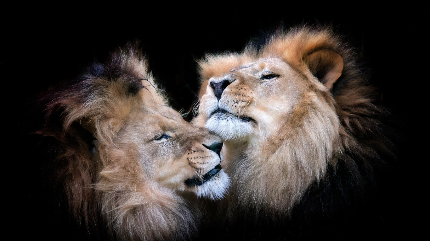 Две морды львов на черном фоне