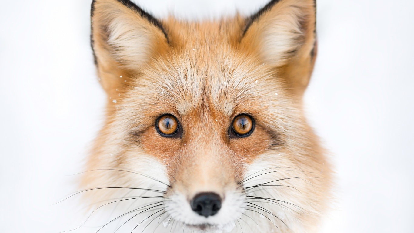 Морда рыжей лисы с большими черными усами