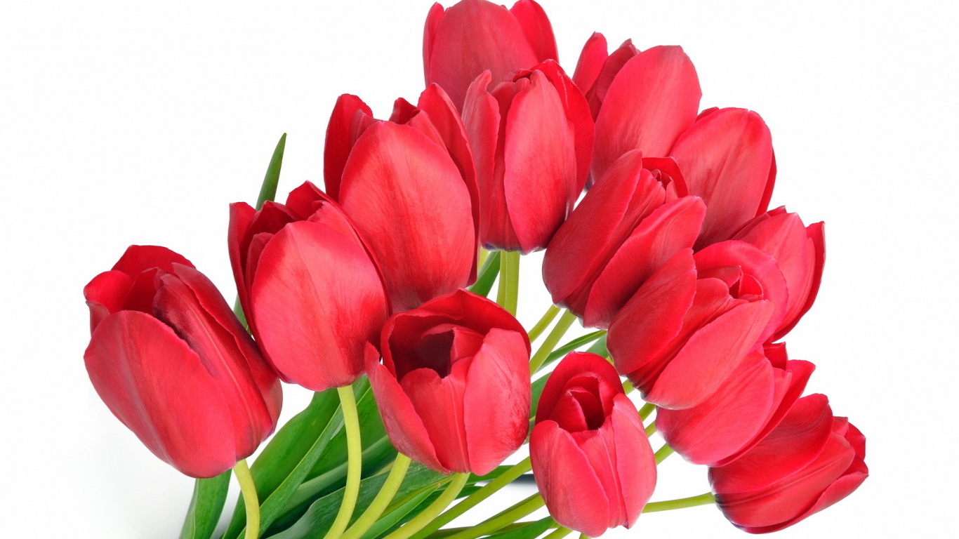 Красные тюльпаны на 8 марта