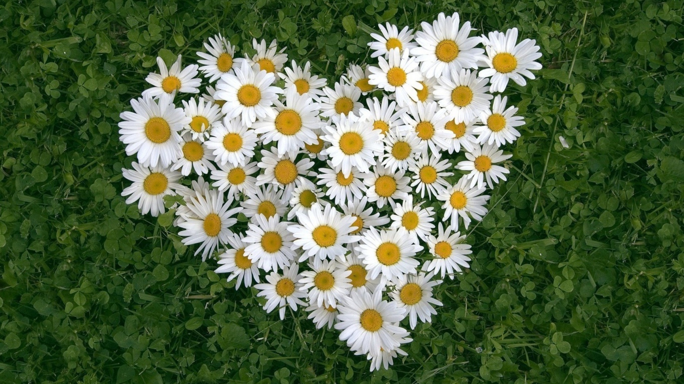Сердце из белых цветов ромашки на зеленой траве