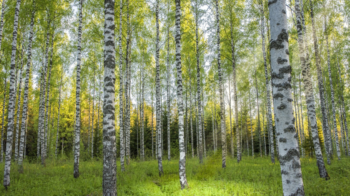 Красивые березы в березовой роще 