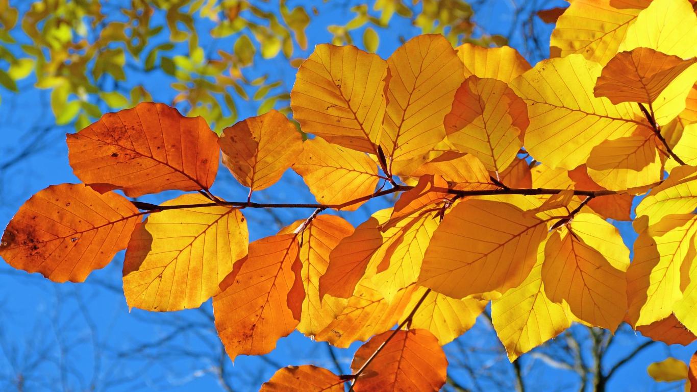 Ветка с желтыми листьями под голубым осенним небом