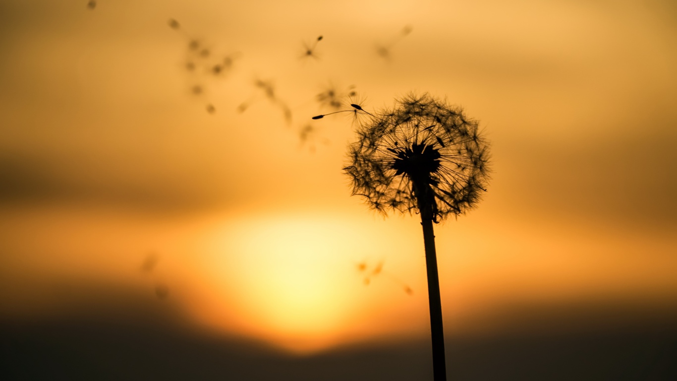 Одуванчик на закате разлетается на ветру 