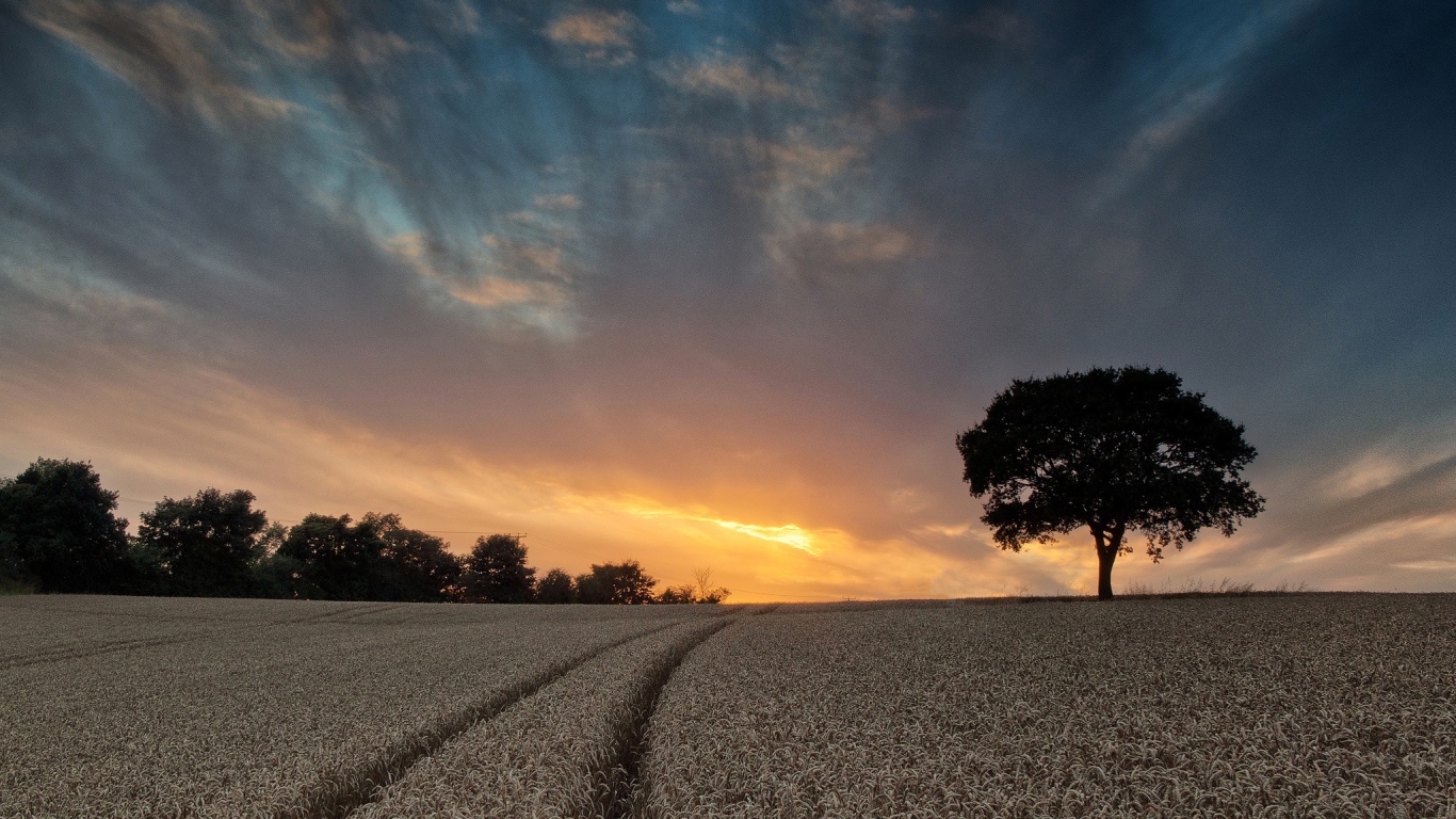 Поле пшеницы летом под красивым небом на закате солнца