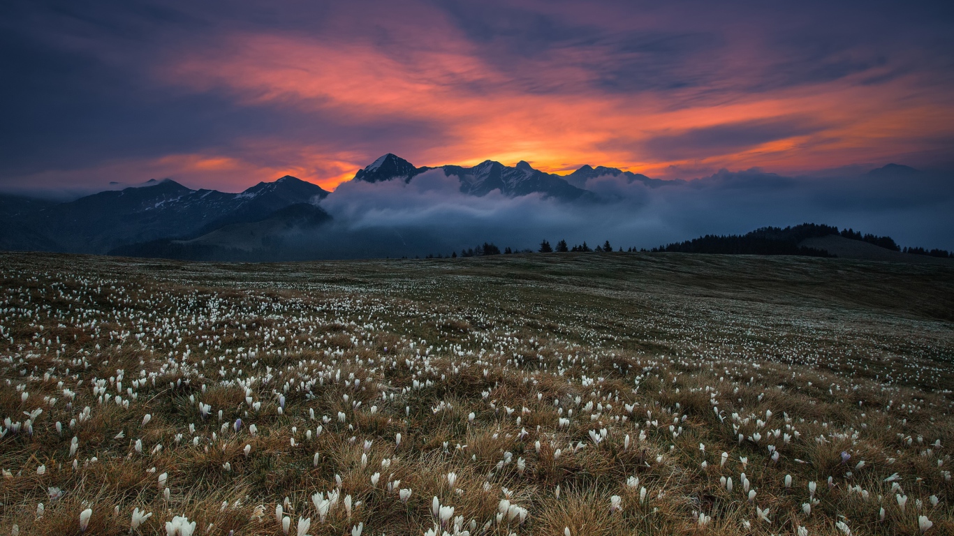 Поле белых крокусов у гор на фоне неба 