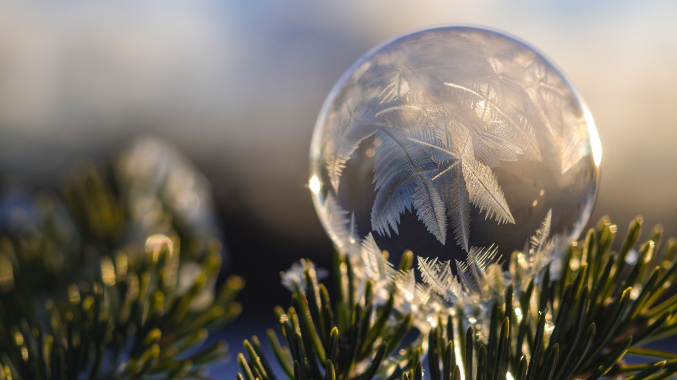 Замерзший мыльный пузырь на еловой ветке зимой