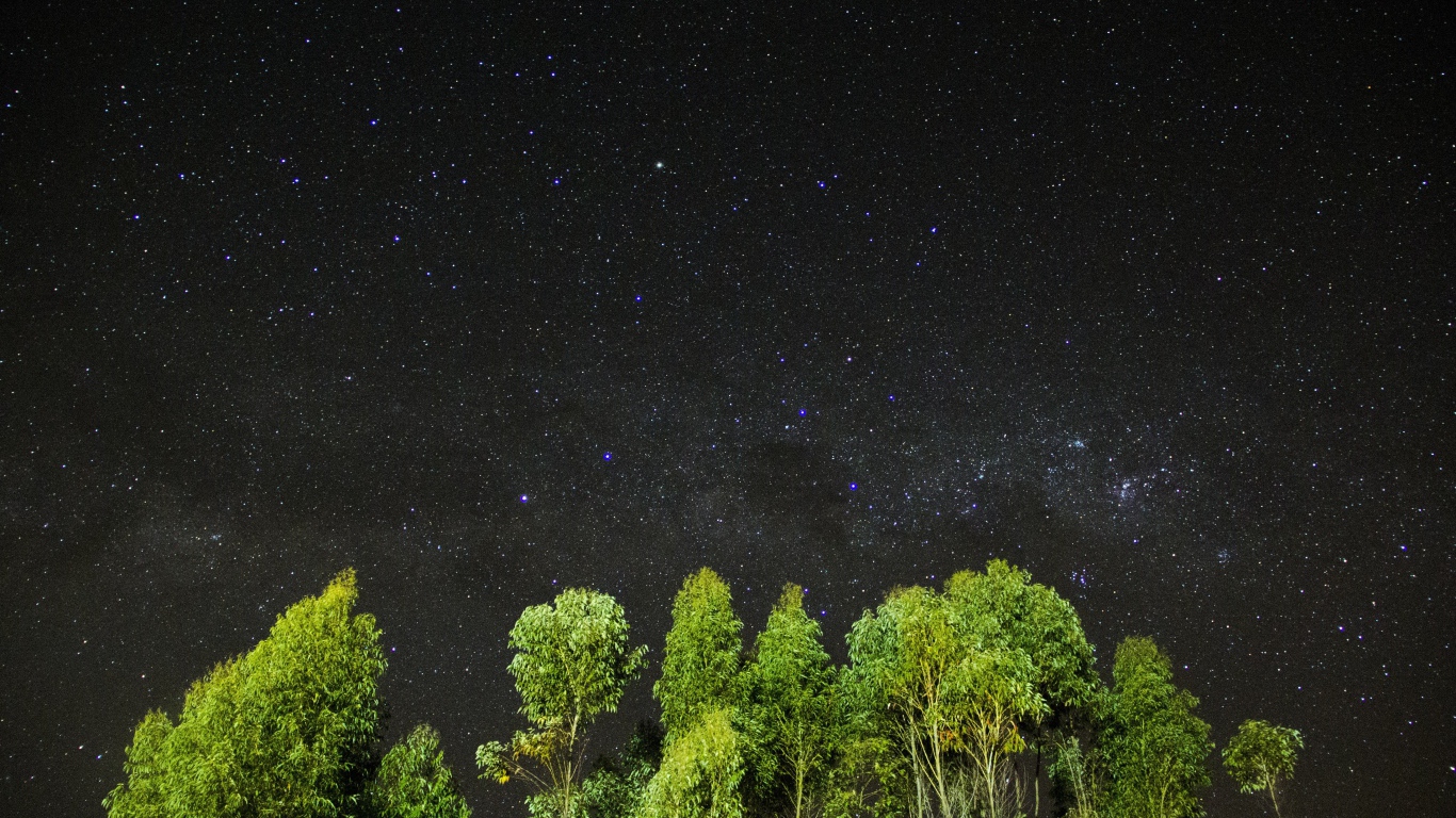 Зеленые верхушки деревьев на фоне звездного неба