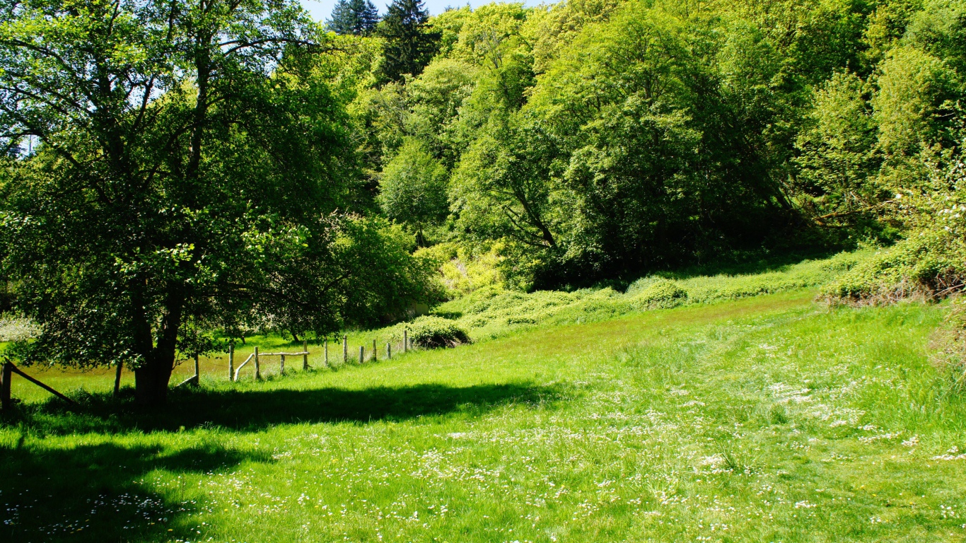 Зеленые деревья и трава летом 