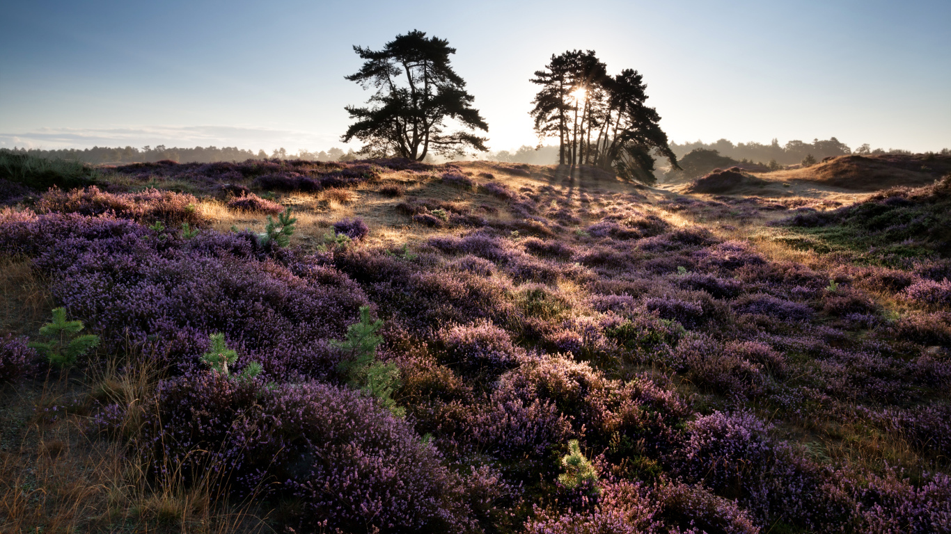 Лиловые полевые цветы и деревья в лучах солнца на рассвете