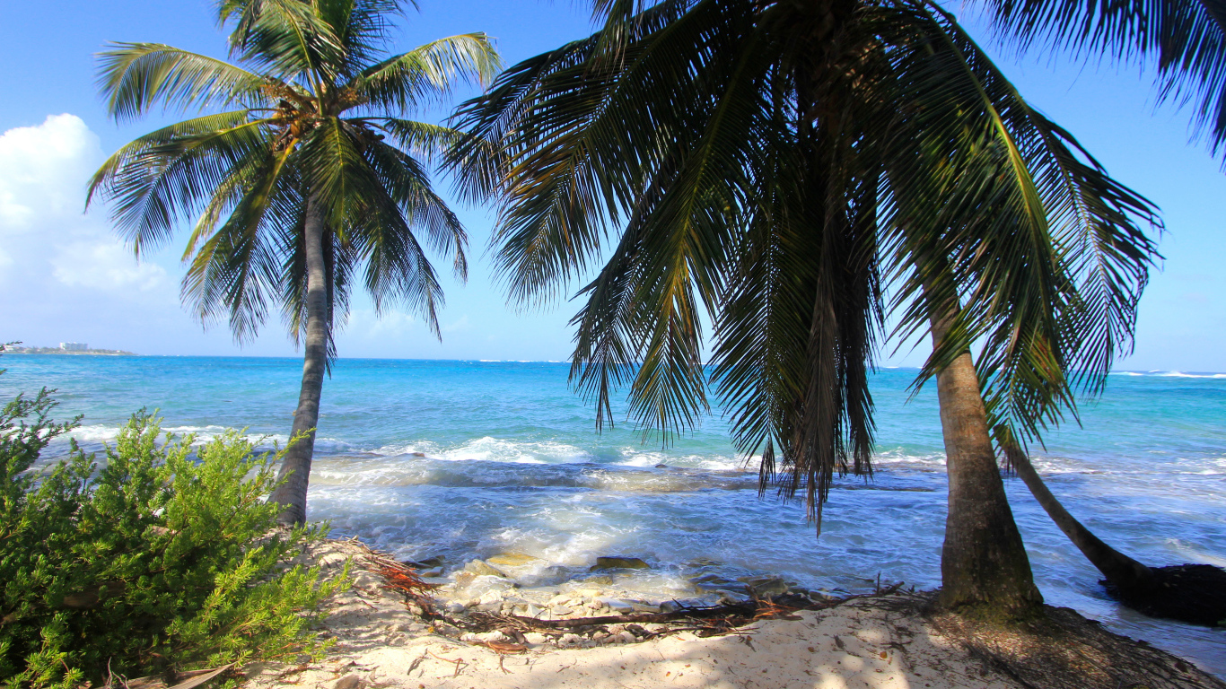 Пальмы на тропическом берегу у бушующего океана