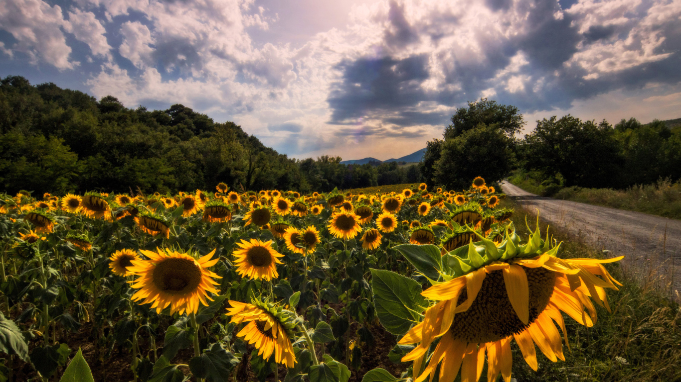 Поле подсолнухов у дороги на фоне красивого неба