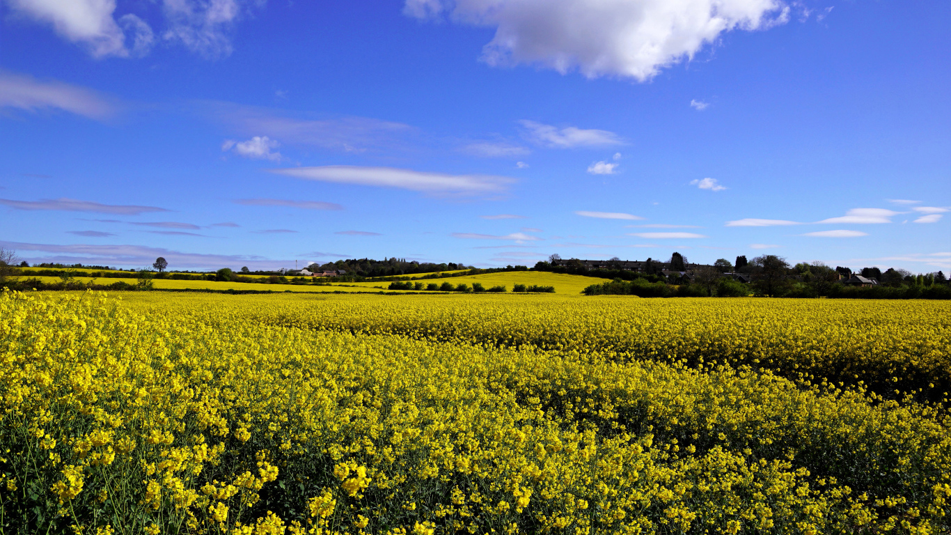 Рапсовое поле под красивым голубым небом с белыми облаками