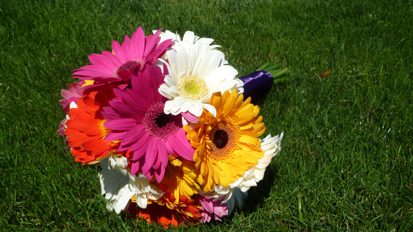 Букет разноцветных гербер лежит на зеленой траве