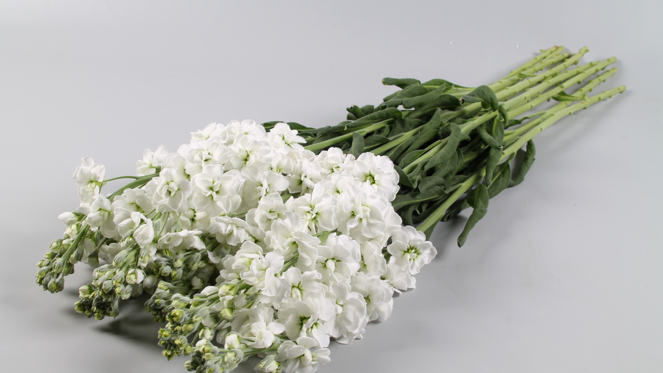 Букет белых цветов левкой на сером фоне