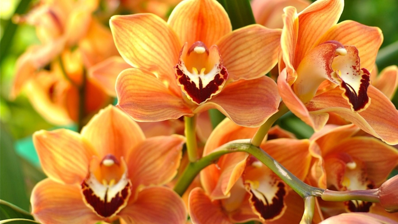 Ветка красивой экзотической оранжевой орхидеи