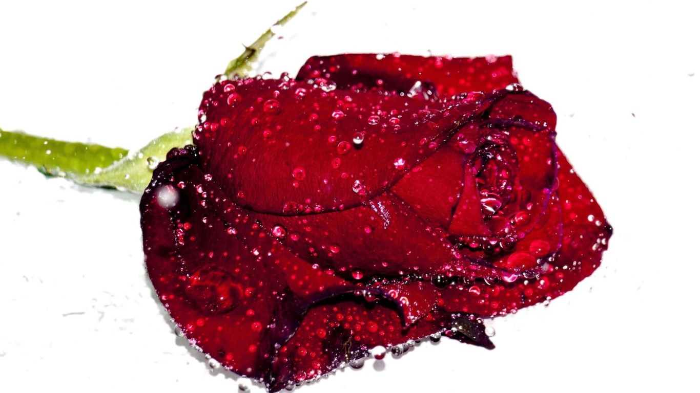 Бутон красной розы в каплях воды на белом фоне