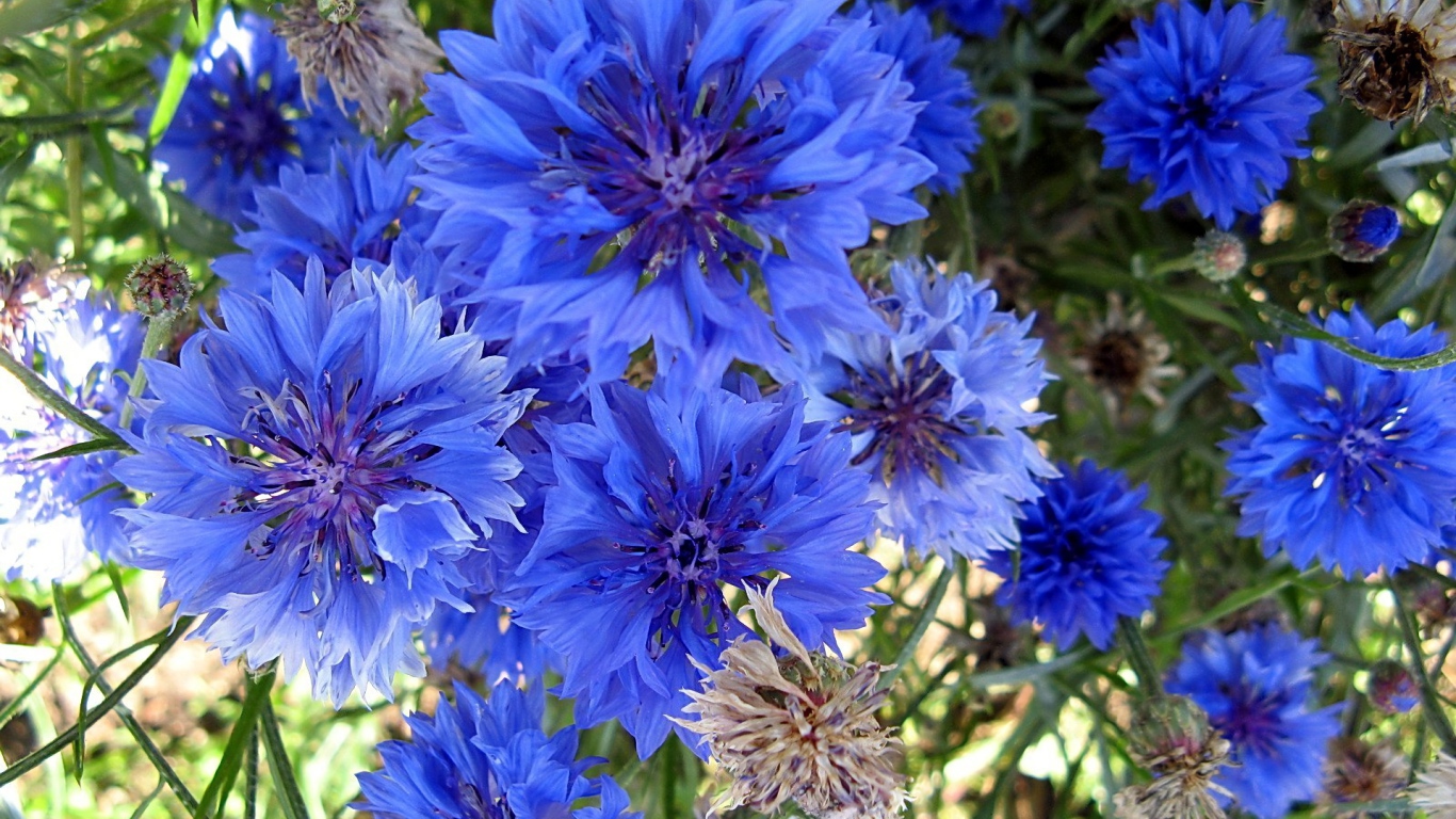 Красивые голубые цветы  васильки 