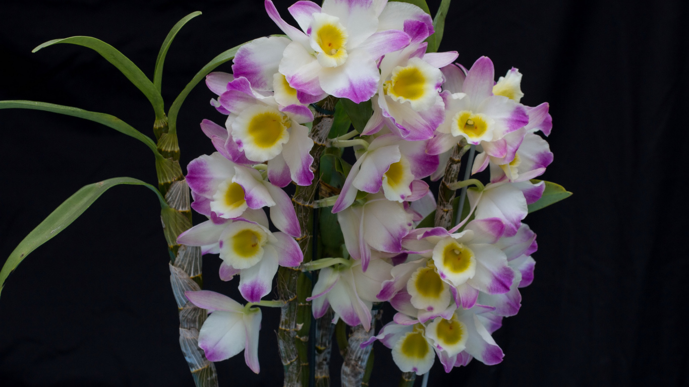 Красивые нежные бело - сиреневые орхидеи крупным планом