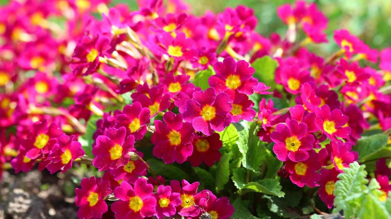 Красивые цветы примула на клумбе