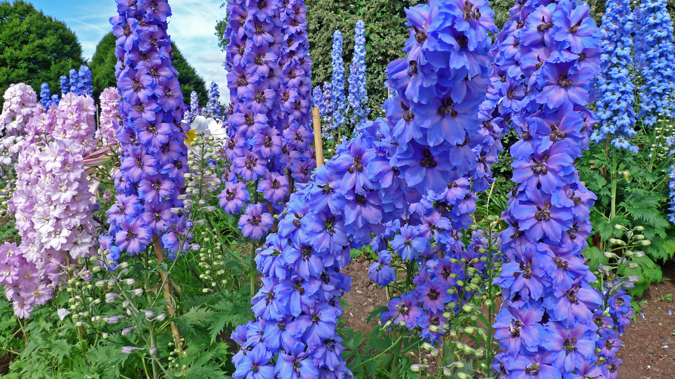 Красивые садовые цветы дельфиниум  