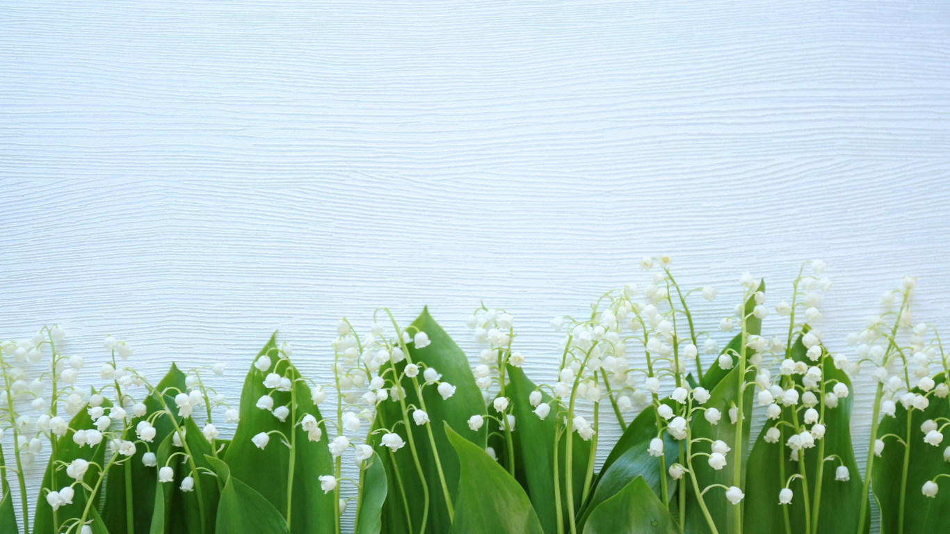 Красивые нежные ландыши с зелеными листьями