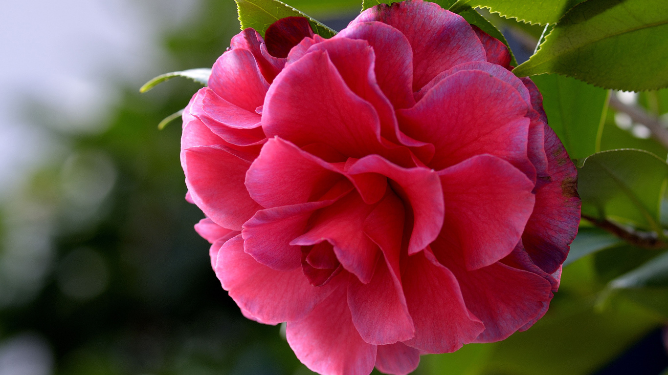 Красивый нежный розовый цветок камелия 