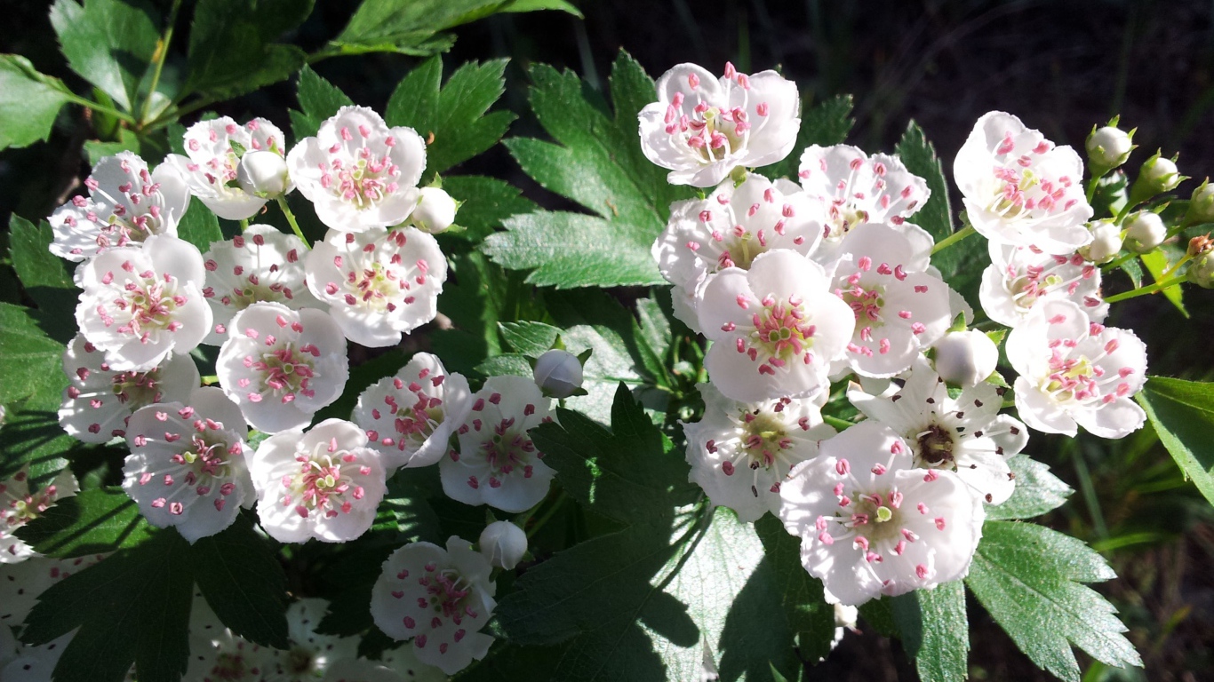 Красивые нежные белые цветы боярышника