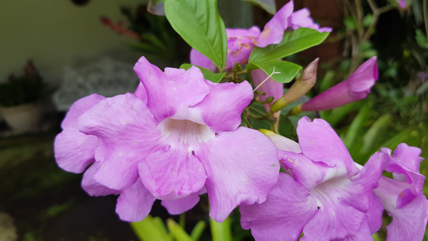 Красивый комнатный цветок с сиреневыми цветами