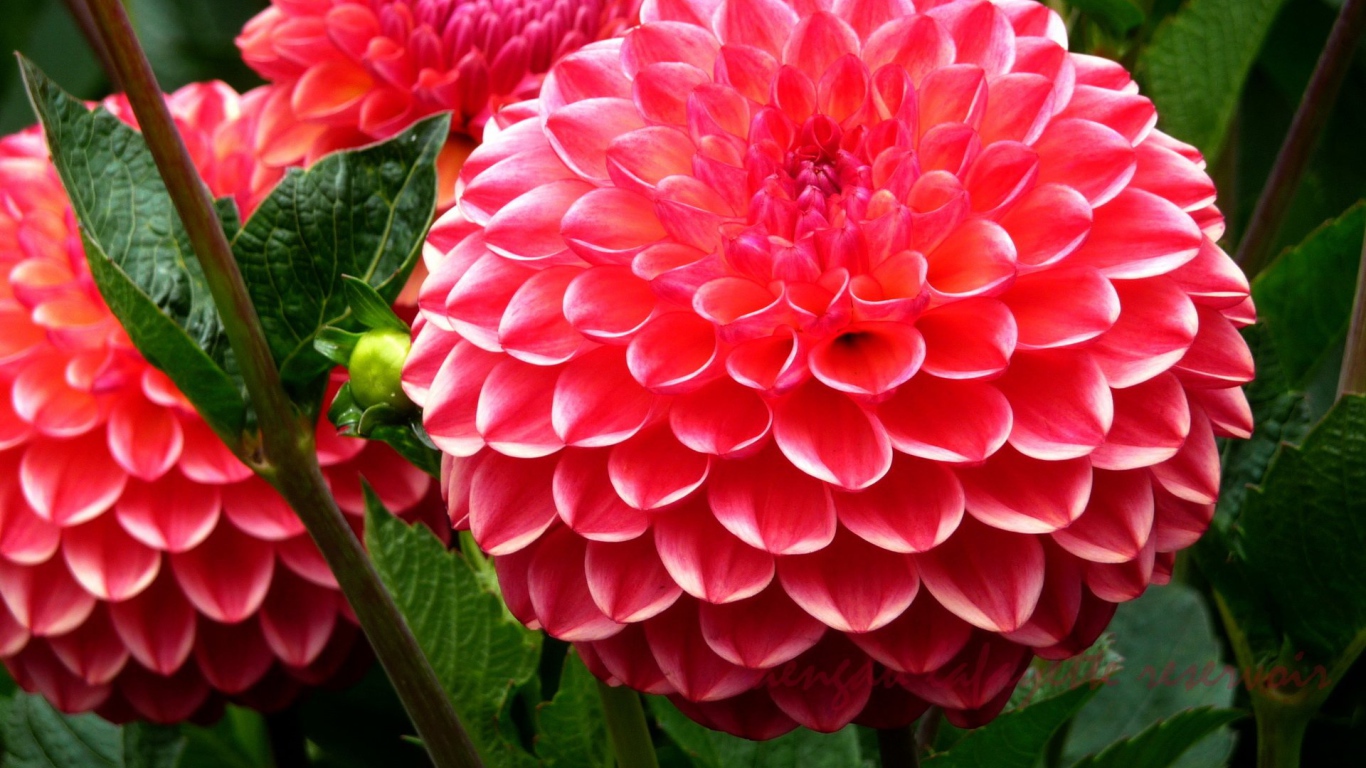 Красивая крупная розовая георгина 