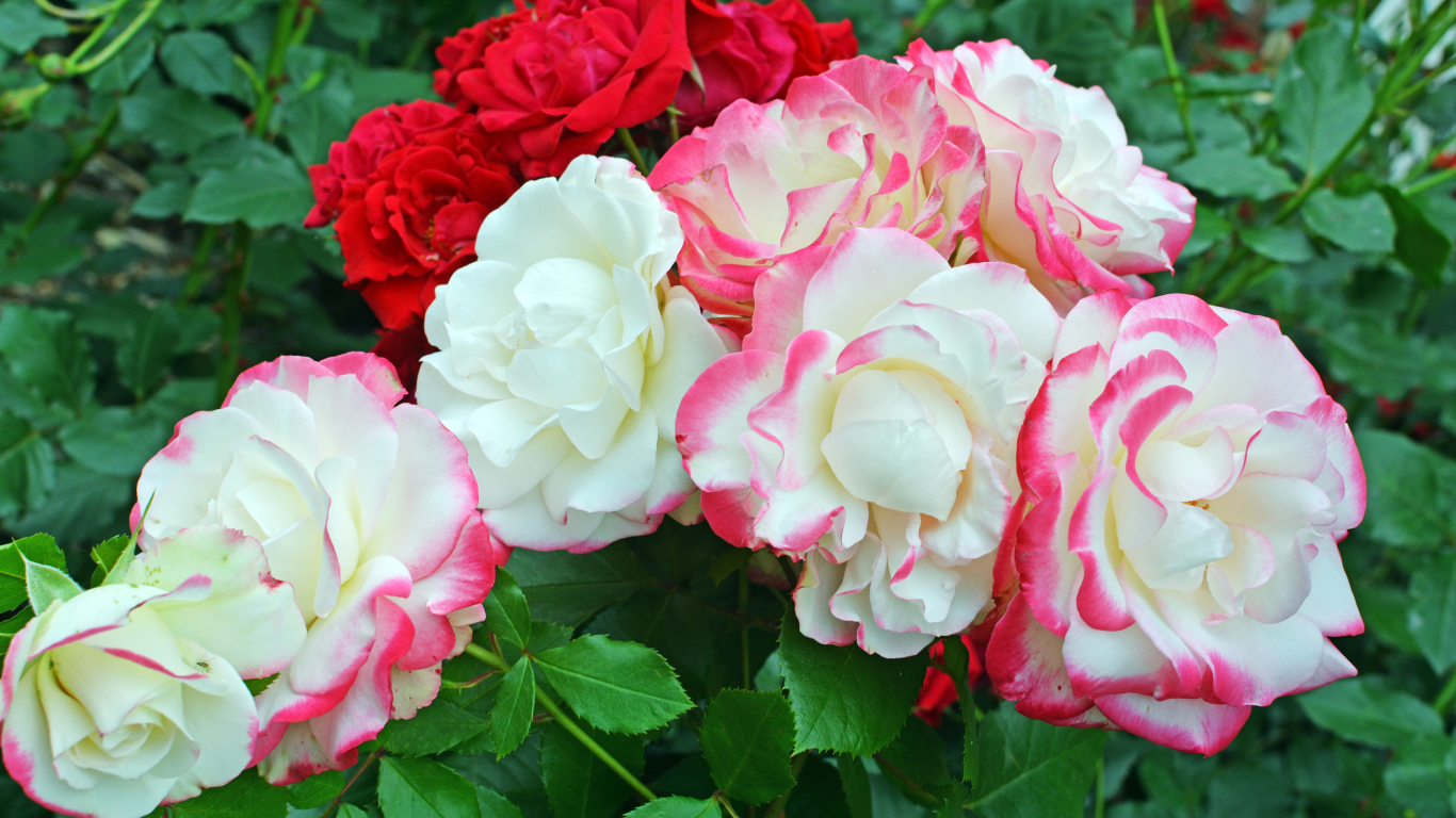 Красивые разноцветные садовые розы на клумбе 