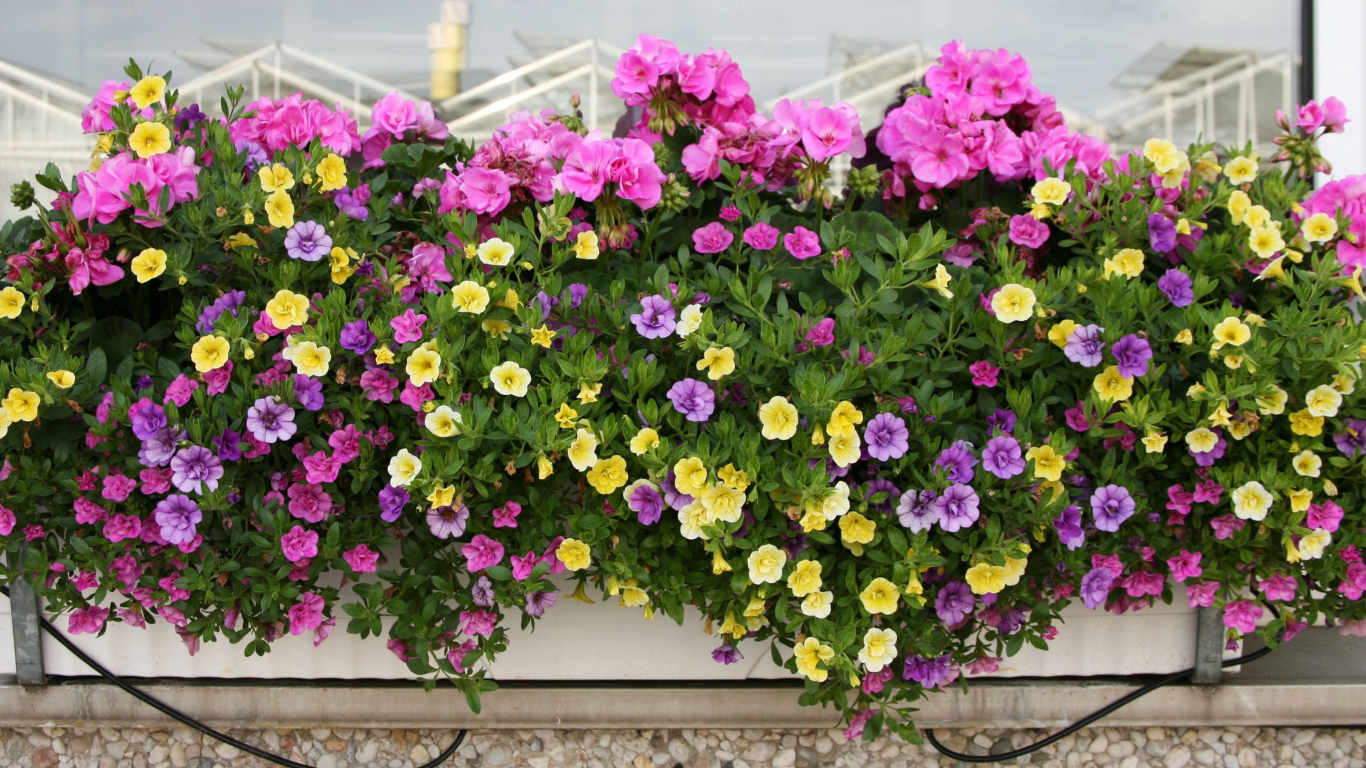 Красивые разноцветные петунии в горшках на балконе