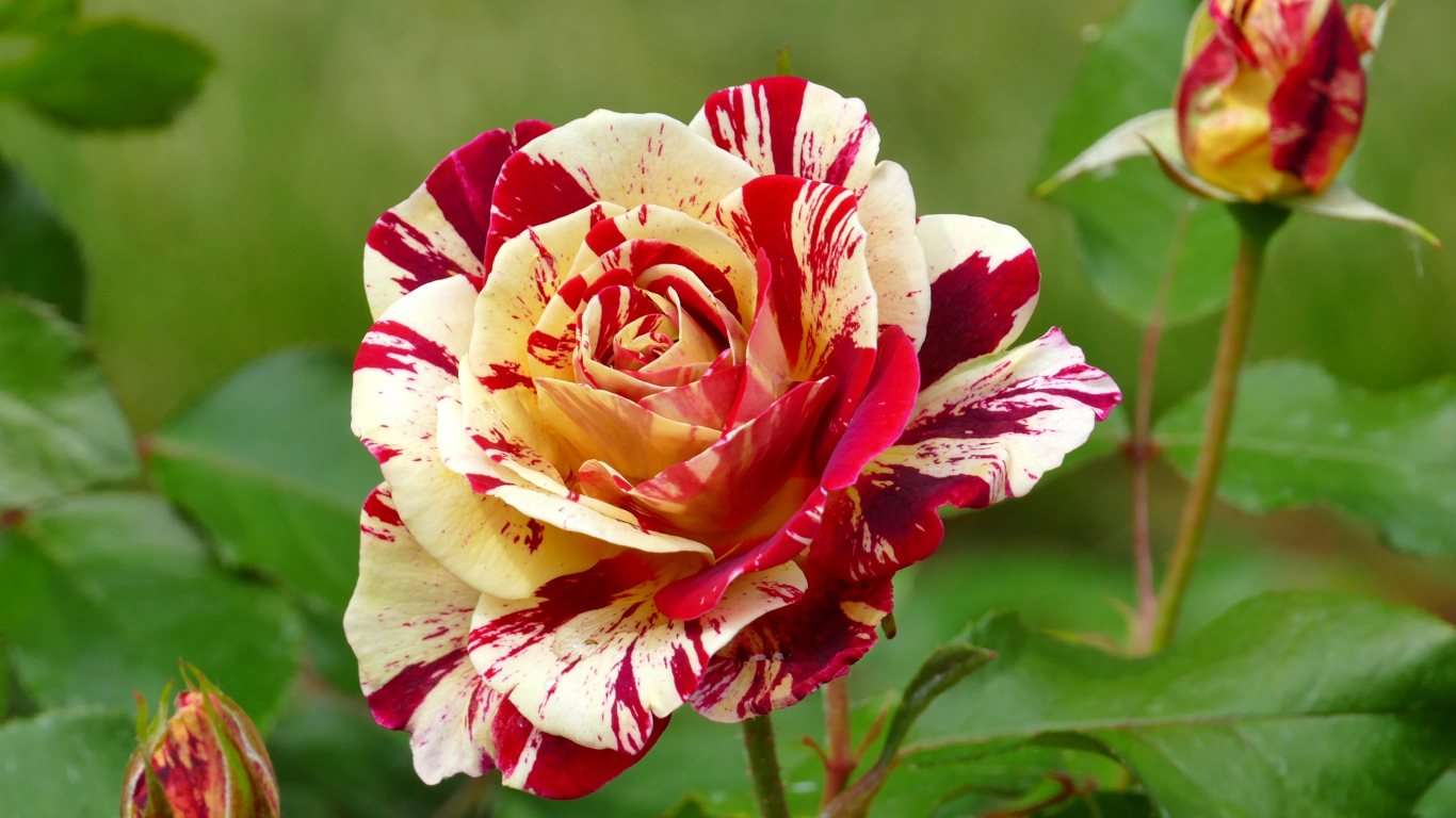 Красивая разноцветная роза с бутонами крупным планом