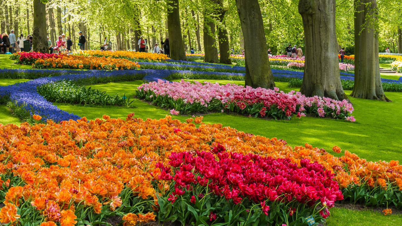 Красивые разноцветные тюльпаны в ботаническом саду