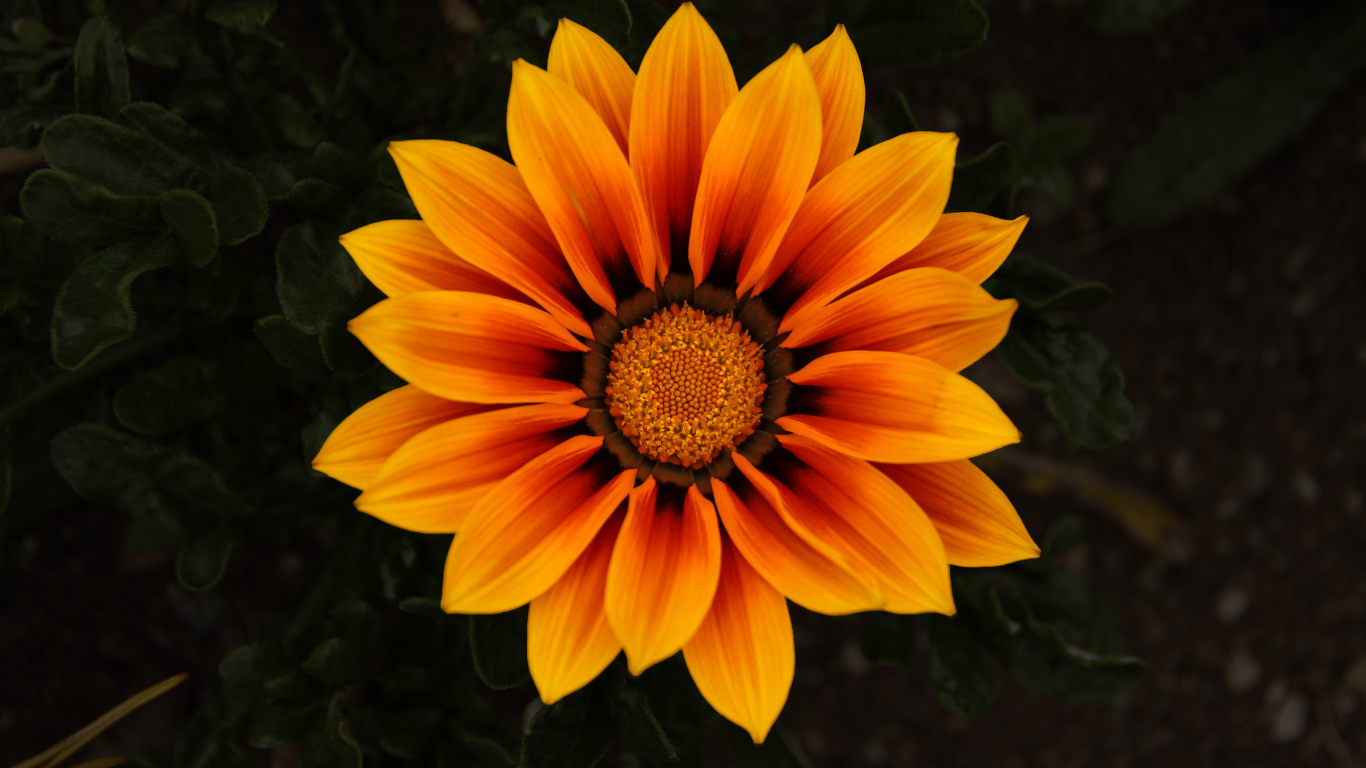 Красивый оранжевый цветок Газания 