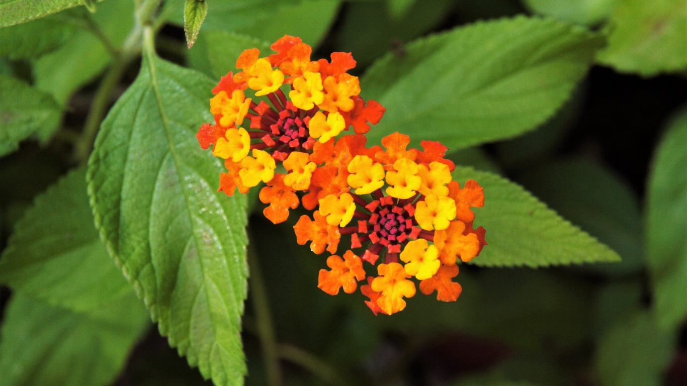 Красивый оранжевый цветок Лантана сводчатая