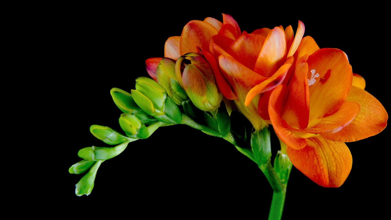 Красивые оранжевые цветы Фрезия 