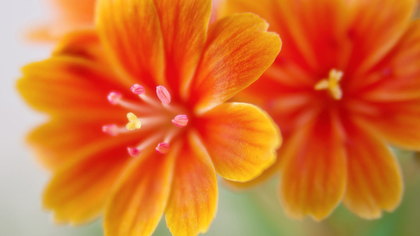 Красивые оранжевые цветы левизия 