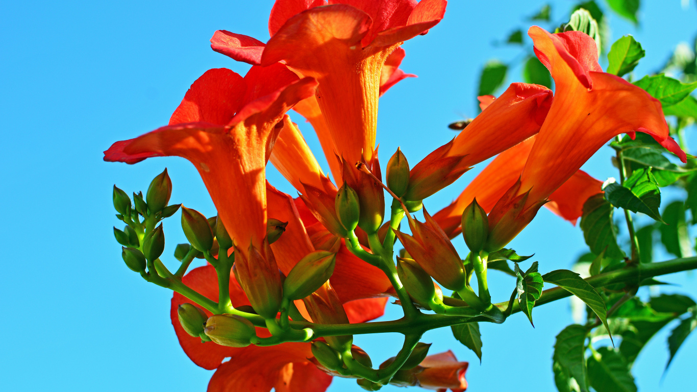 Красивые оранжевые цветы кампсис на голубом фоне