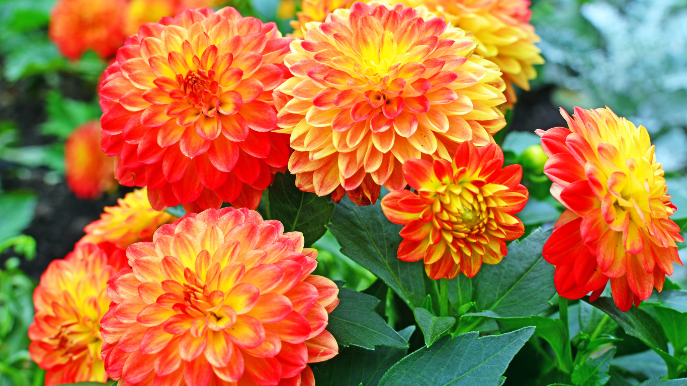 Красивые оранжевые цветы георгины 