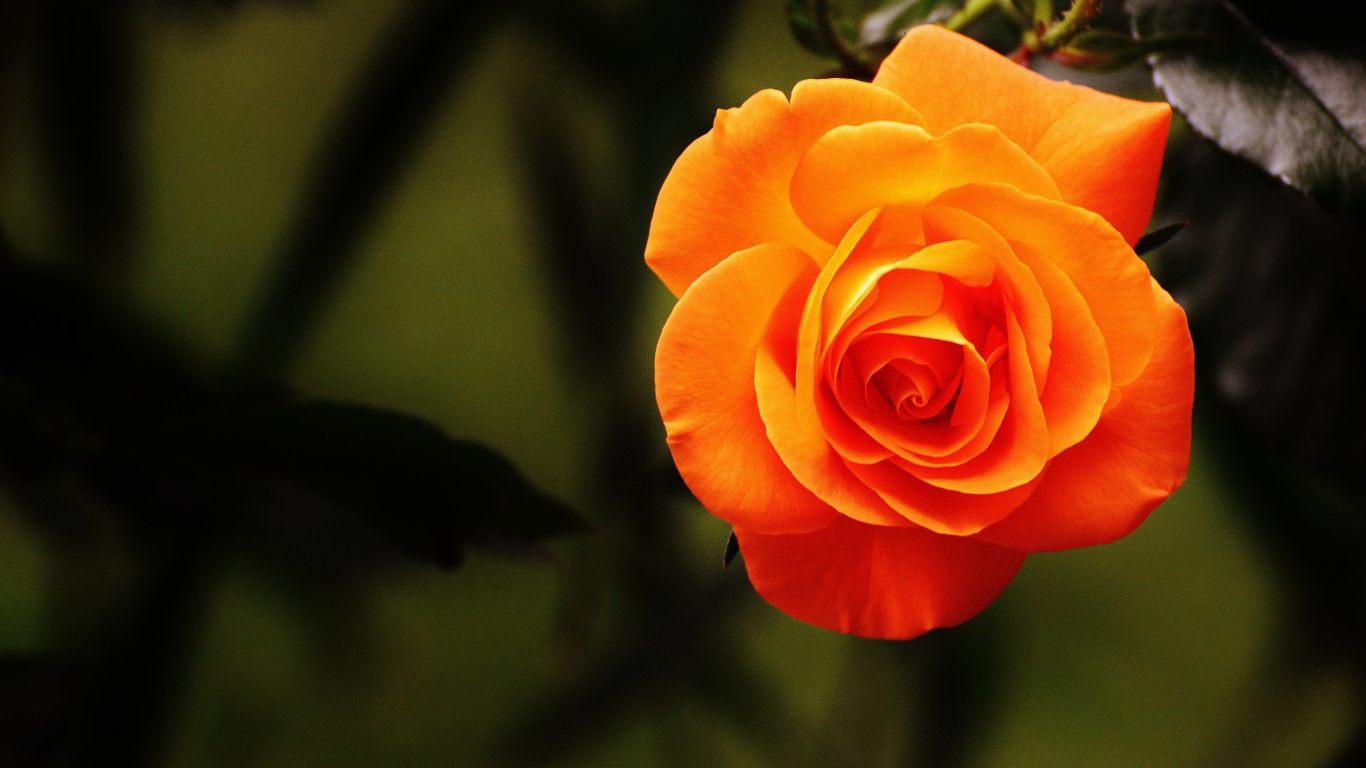 Красивая оранжевая роза крупным планом