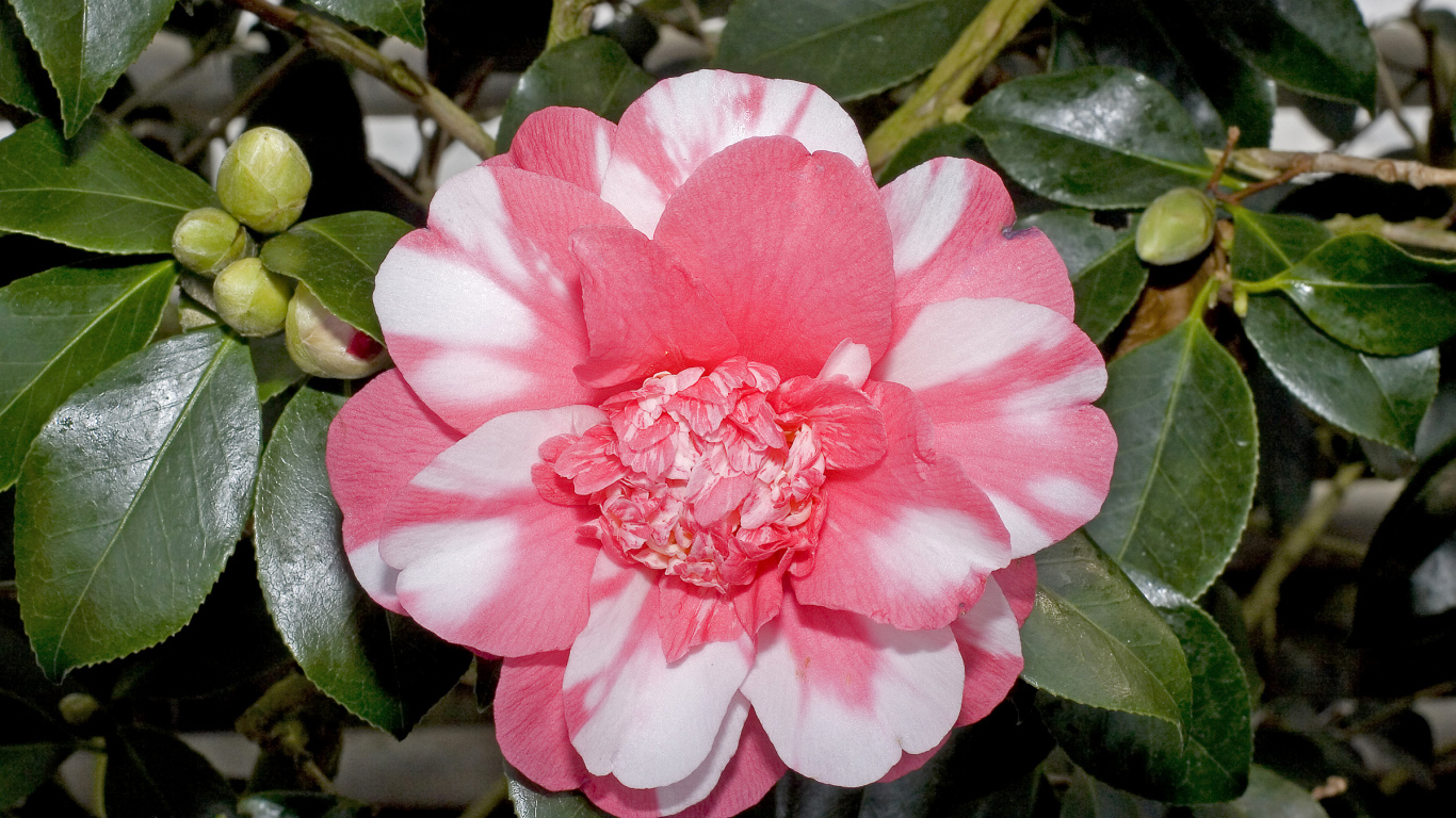 Красивый розово-белый цветок камелии с зелеными листьями