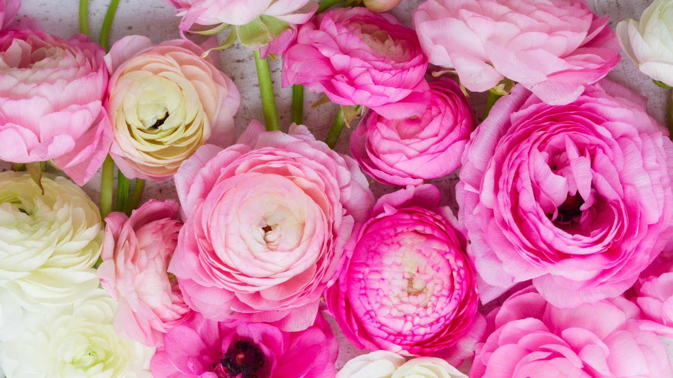 Красивые розовые цветы лютики крупным планом