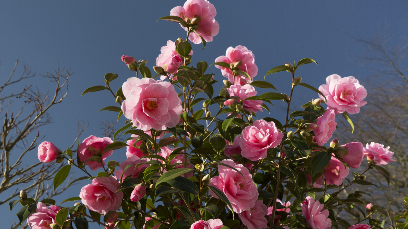 Красивый розовый куст цветов камелия 