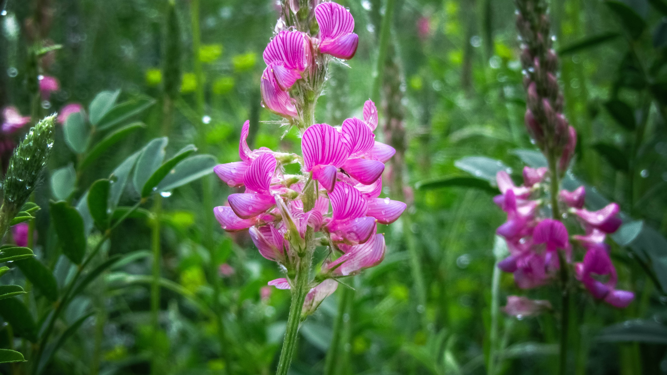 Красивый полевой розовый цветок в каплях росы