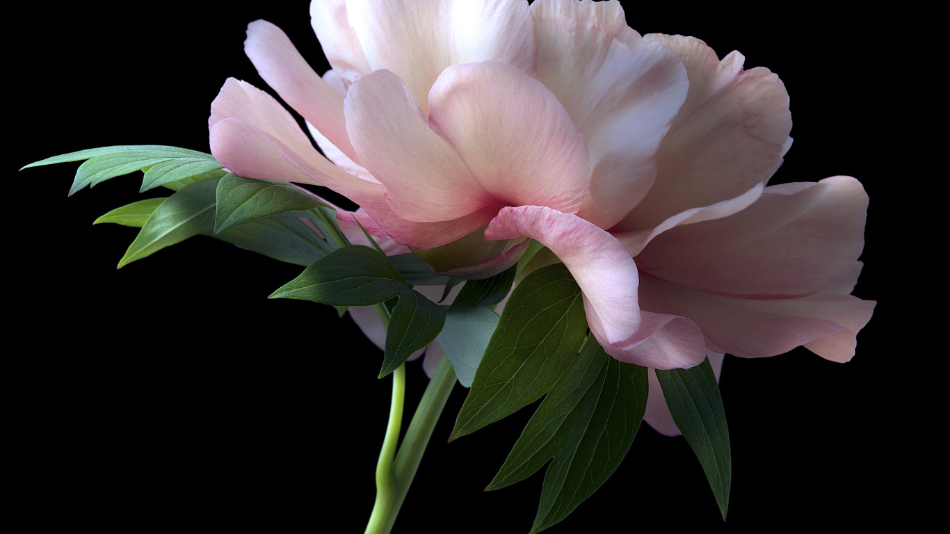 Красивый розовый пион крупным планом на черном фоне