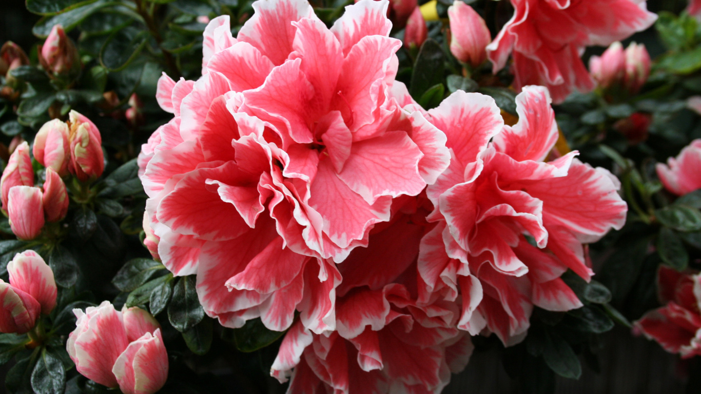 Красивый розовый цветок рододендрон 