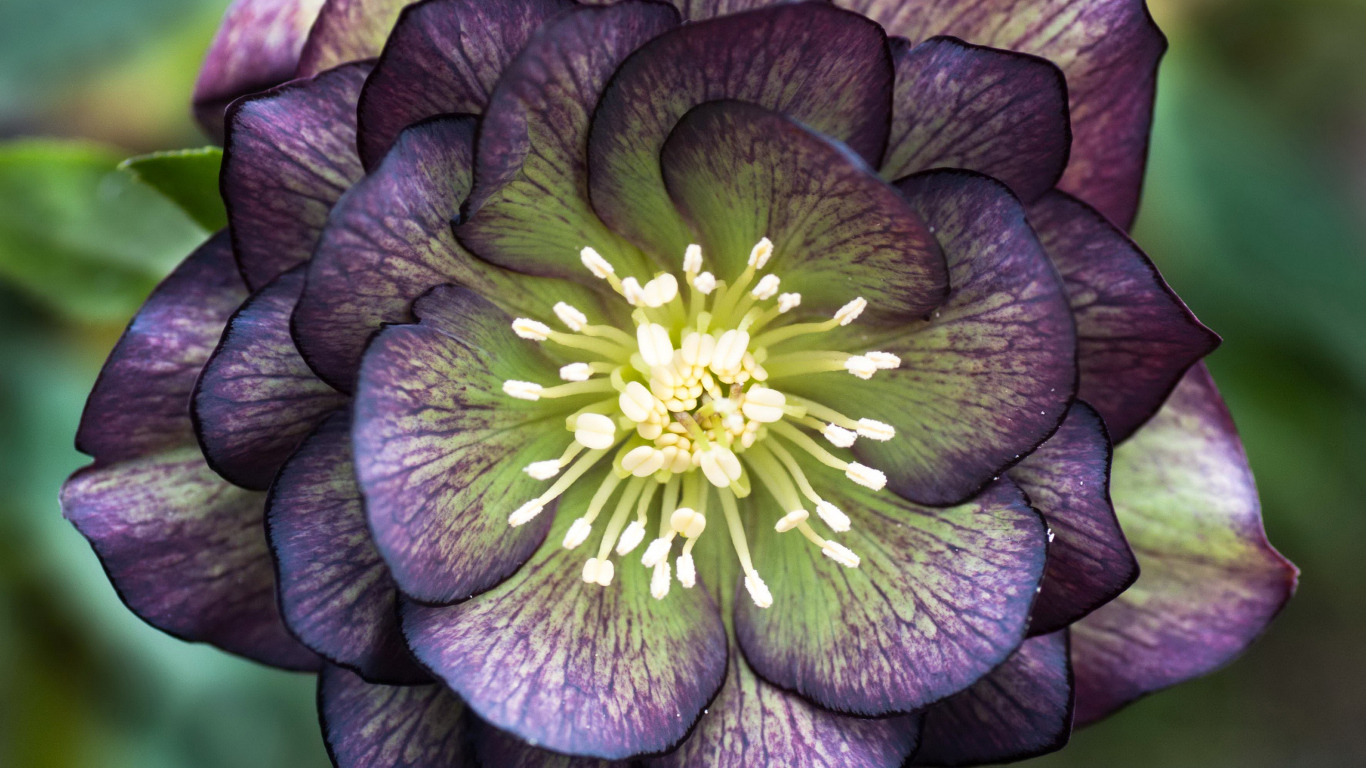 Красивый фиолетовый цветок морозник крупным планом 